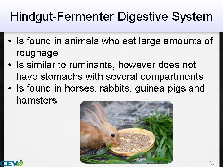 Hindgut-Fermenter Digestive System • Is found in animals who eat large amounts of roughage