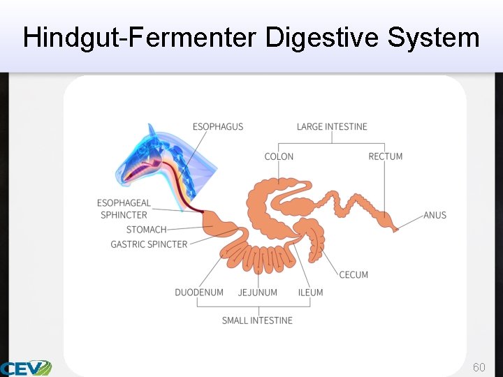 Hindgut-Fermenter Digestive System 60 