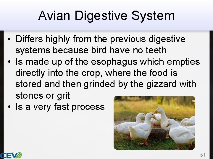 Avian Digestive System • Differs highly from the previous digestive systems because bird have