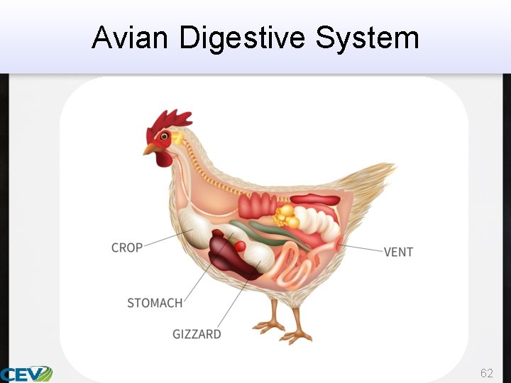 Avian Digestive System 62 