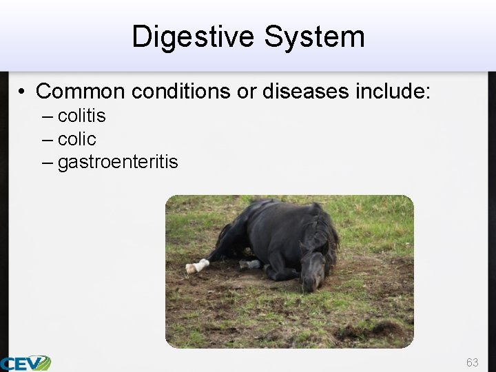 Digestive System • Common conditions or diseases include: – colitis – colic – gastroenteritis