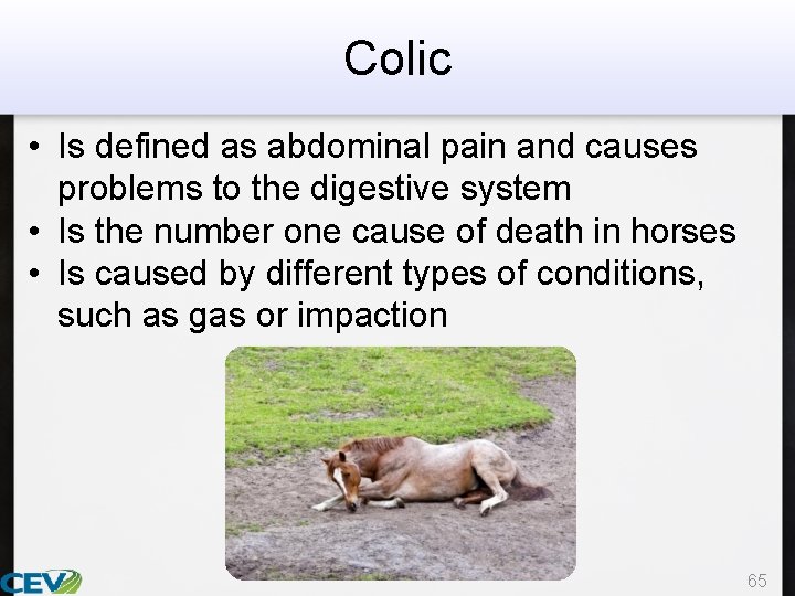 Colic • Is defined as abdominal pain and causes problems to the digestive system