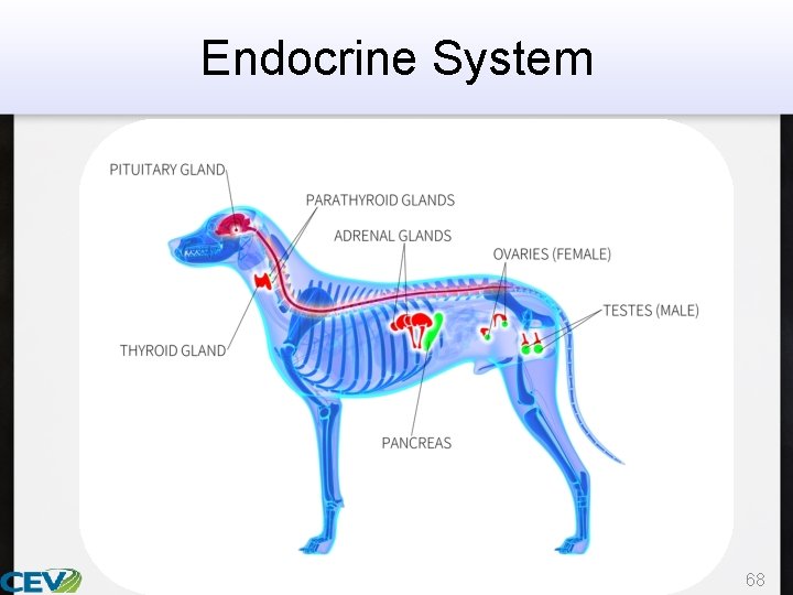 Endocrine System 68 