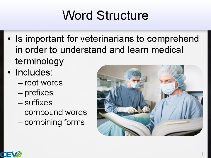 Word Structure • Is important for veterinarians to comprehend in order to understand learn