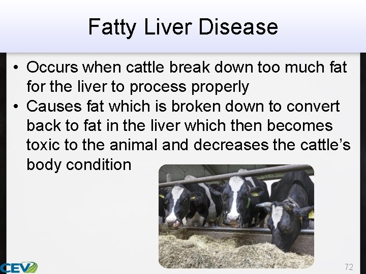 Fatty Liver Disease • Occurs when cattle break down too much fat for the