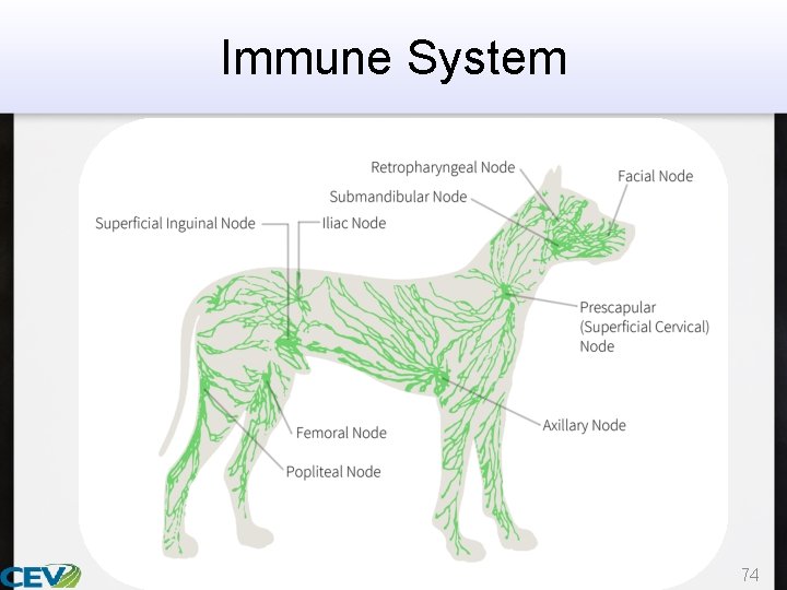 Immune System 74 