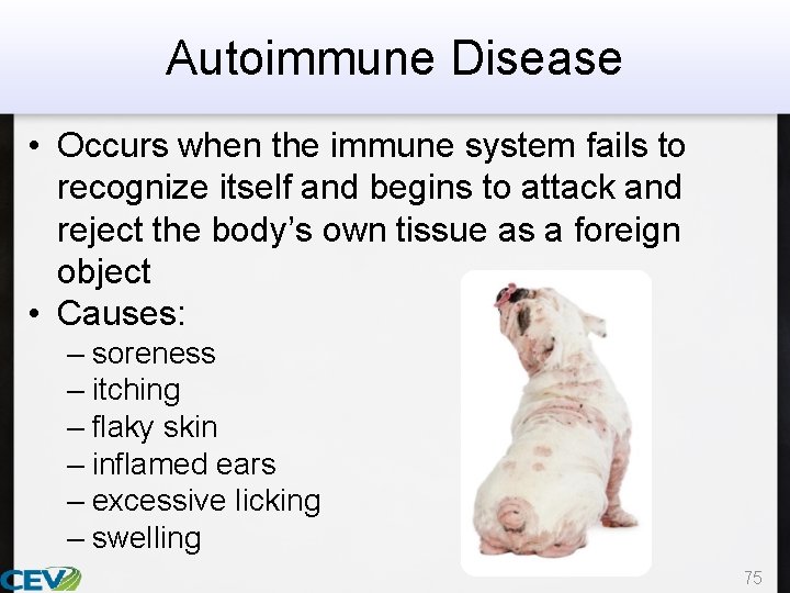 Autoimmune Disease • Occurs when the immune system fails to recognize itself and begins