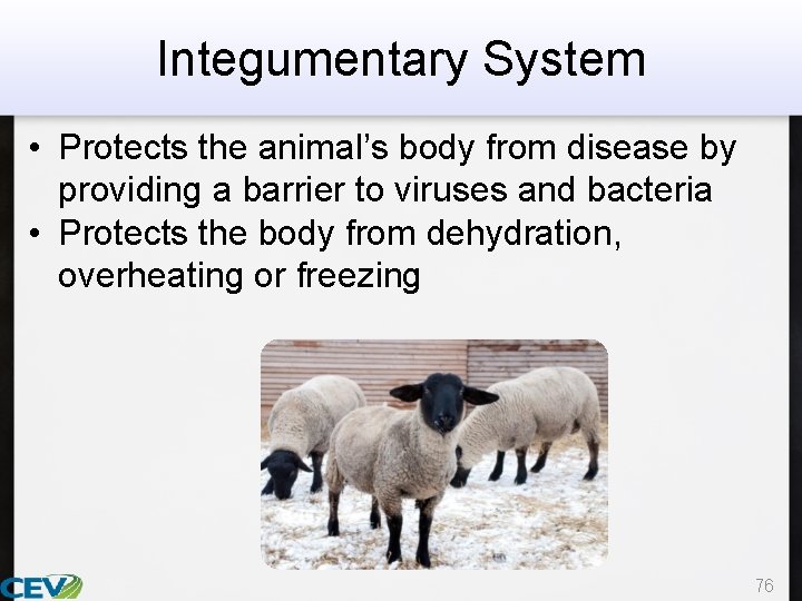 Integumentary System • Protects the animal’s body from disease by providing a barrier to