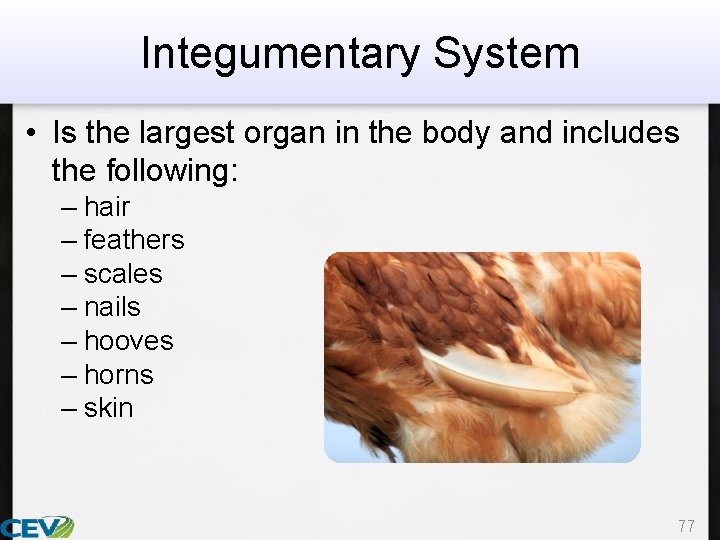 Integumentary System • Is the largest organ in the body and includes the following: