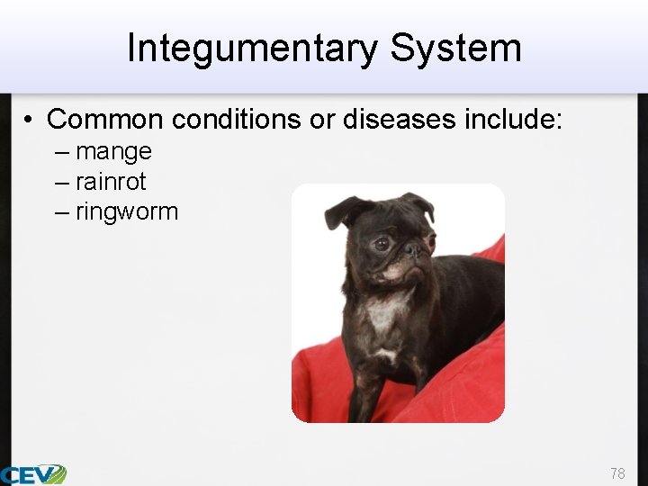 Integumentary System • Common conditions or diseases include: – mange – rainrot – ringworm