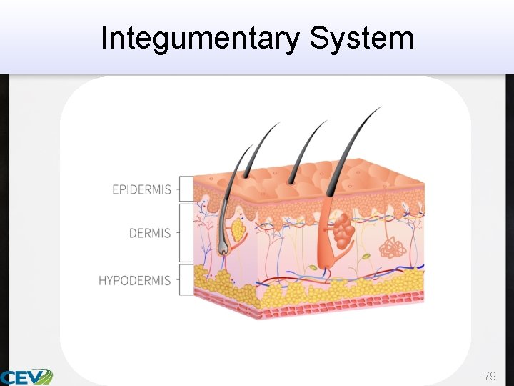 Integumentary System 79 