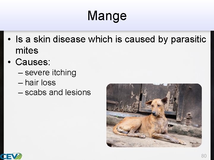 Mange • Is a skin disease which is caused by parasitic mites • Causes: