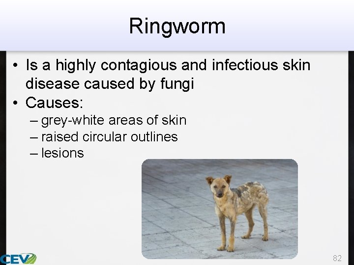 Ringworm • Is a highly contagious and infectious skin disease caused by fungi •