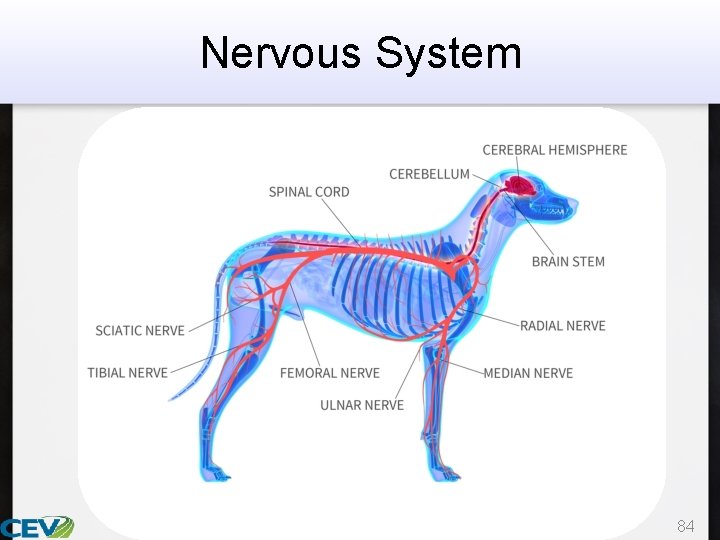 Nervous System 84 