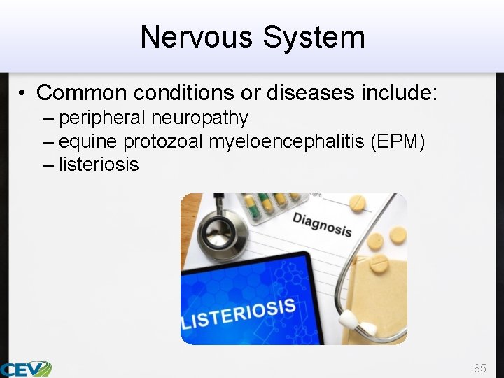 Nervous System • Common conditions or diseases include: – peripheral neuropathy – equine protozoal