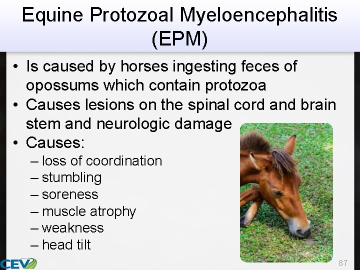 Equine Protozoal Myeloencephalitis (EPM) • Is caused by horses ingesting feces of opossums which