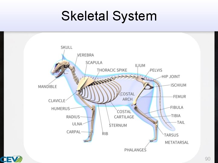 Skeletal System 90 