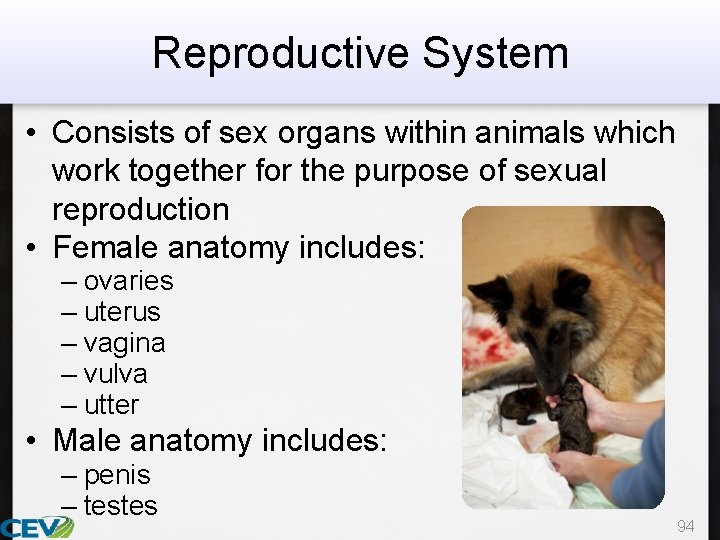 Reproductive System • Consists of sex organs within animals which work together for the