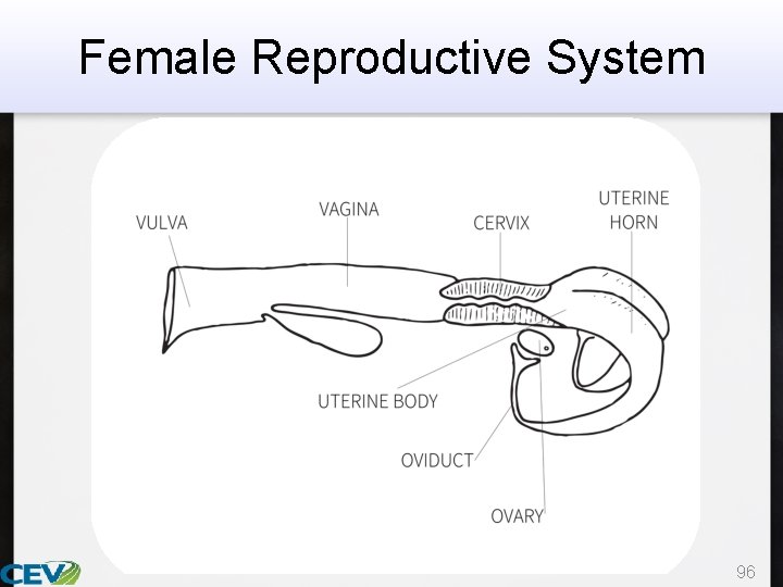 Female Reproductive System 96 