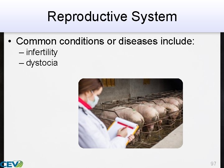 Reproductive System • Common conditions or diseases include: – infertility – dystocia 97 