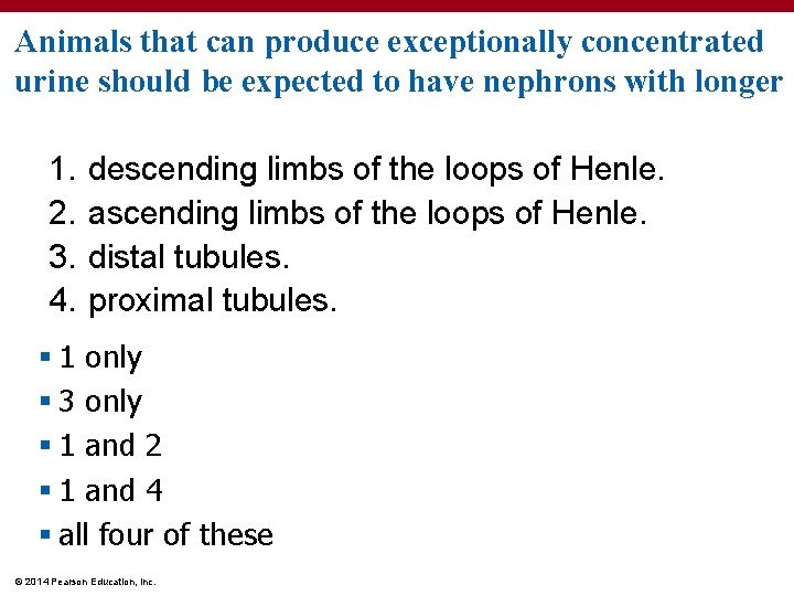 Animals that can produce exceptionally concentrated urine should be expected to have nephrons with