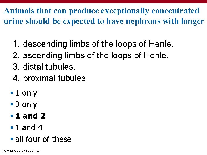 Animals that can produce exceptionally concentrated urine should be expected to have nephrons with