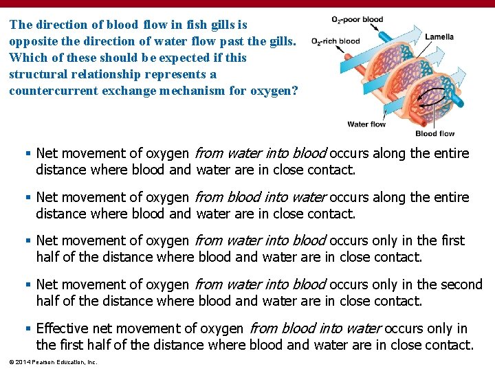 The direction of blood flow in fish gills is opposite the direction of water