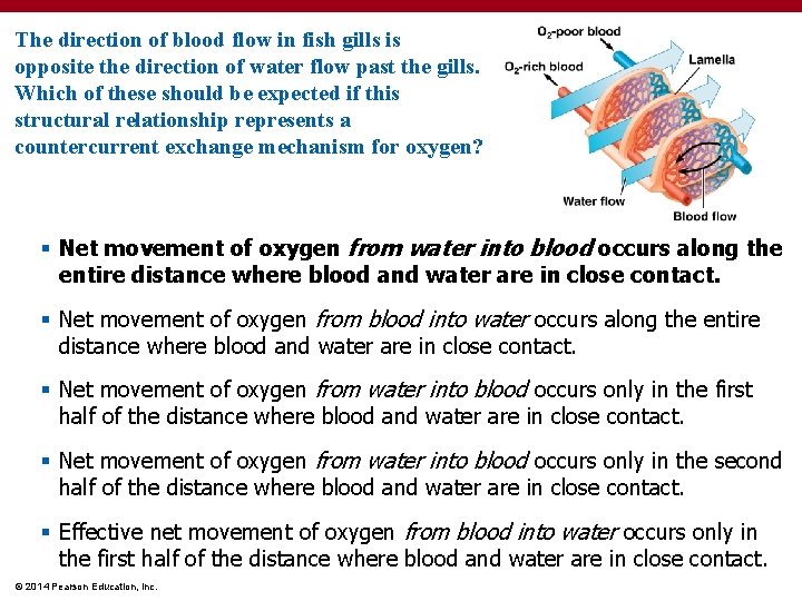 The direction of blood flow in fish gills is opposite the direction of water