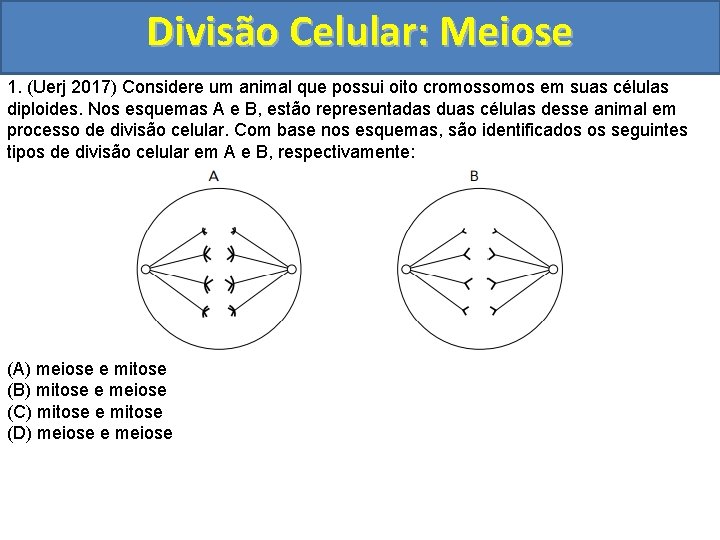 Divisão Celular: Meiose 1. (Uerj 2017) Considere um animal que possui oito cromossomos em