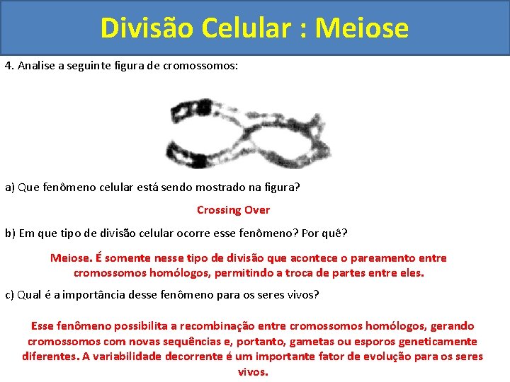 Divisão Celular : Meiose 4. Analise a seguinte figura de cromossomos: INTERFASE QUE PRECEDE