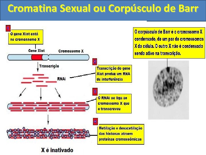 Cromatina Sexual ou Corpúsculo de Barr 