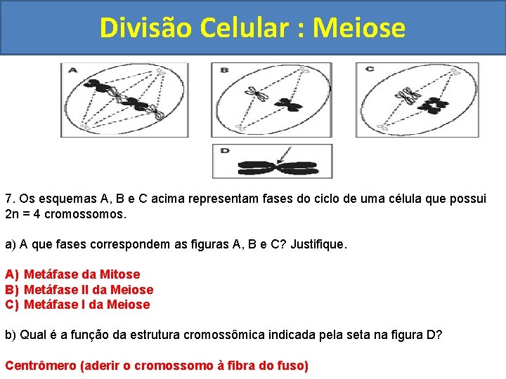 Divisão Celular : Meiose INTERFASE QUE PRECEDE A DIVISÃO 7. Os esquemas A, B