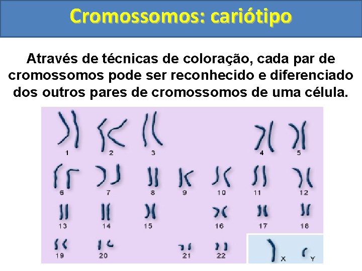 Cromossomos: cariótipo Através de técnicas de coloração, cada par de cromossomos pode ser reconhecido