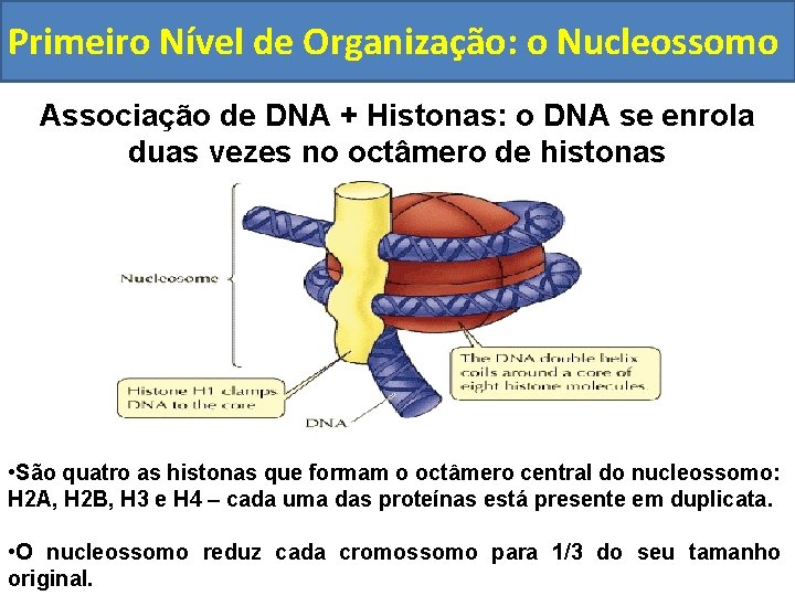 Primeiro Nível de Organização: o Nucleossomo Associação de DNA + Histonas: o DNA se