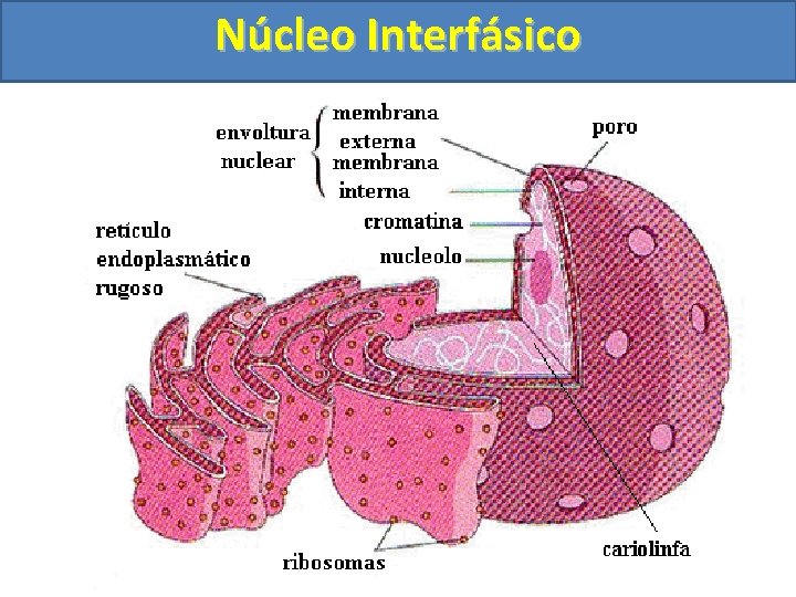 Núcleo Interfásico 