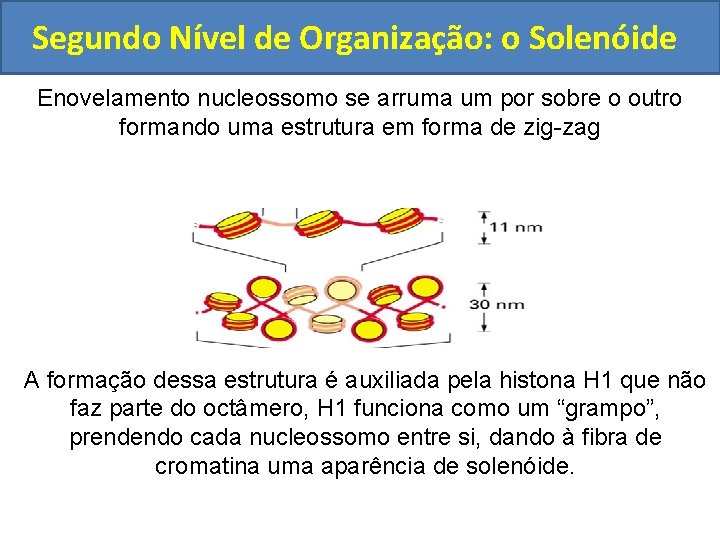 Segundo Nível de Organização: o Solenóide Enovelamento nucleossomo se arruma um por sobre o
