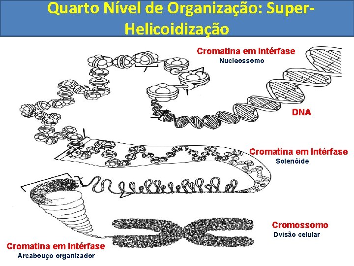 Quarto Nível de Organização: Super. Helicoidização Cromatina em Intérfase Arcabouço organizador Cromatina em Intérfase