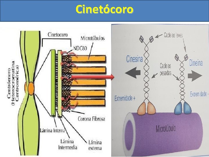 Cinetócoro 