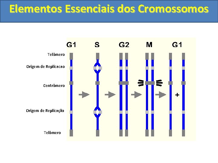 Elementos Essenciais dos Cromossomos Telômero Origem de Replicacao Centrômero Origem de Replicação Telômero 