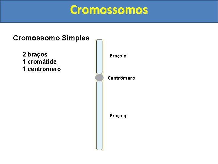 Cromossomos Cromossomo Simples 2 braços 1 cromátide 1 centrômero Braço p Centrômero Braço q
