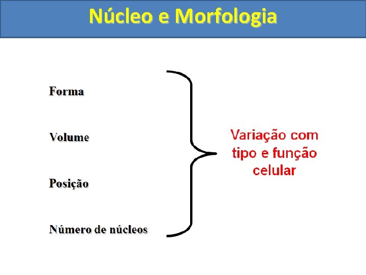 Núcleo e Morfologia 