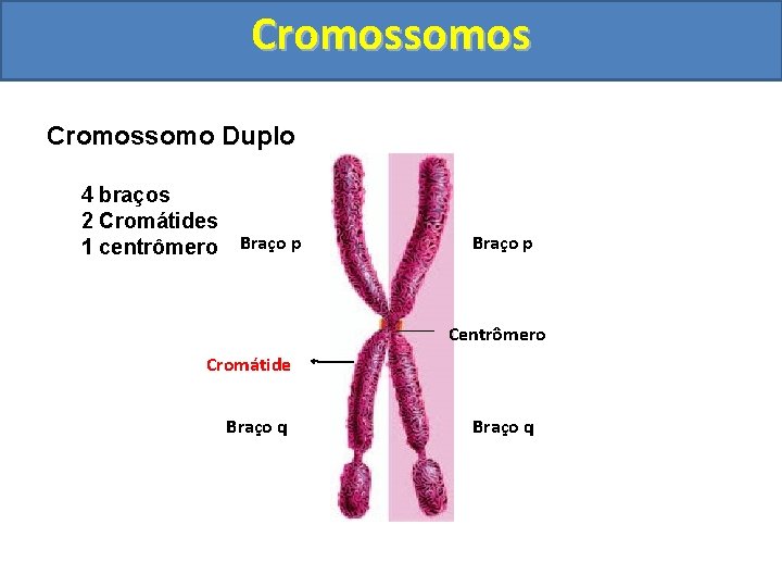 Cromossomos Cromossomo Duplo 4 braços 2 Cromátides 1 centrômero Braço p Centrômero Cromátide Braço