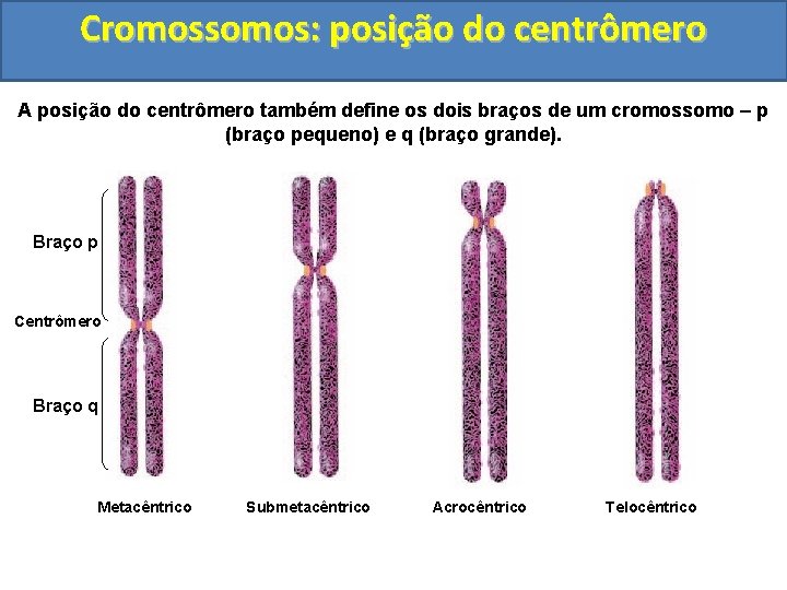 Cromossomos: posição do centrômero A posição do centrômero também define os dois braços de