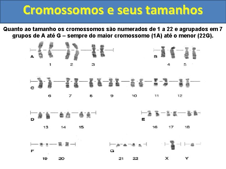 Cromossomos e seus tamanhos Quanto ao tamanho os cromossomos são numerados de 1 a