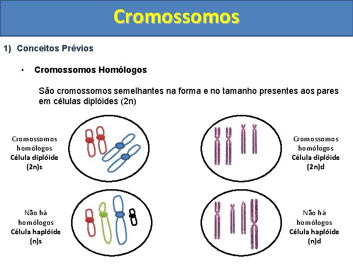 Cromossomos 1) Conceitos Prévios • Cromossomos Homólogos São cromossomos semelhantes na forma e no