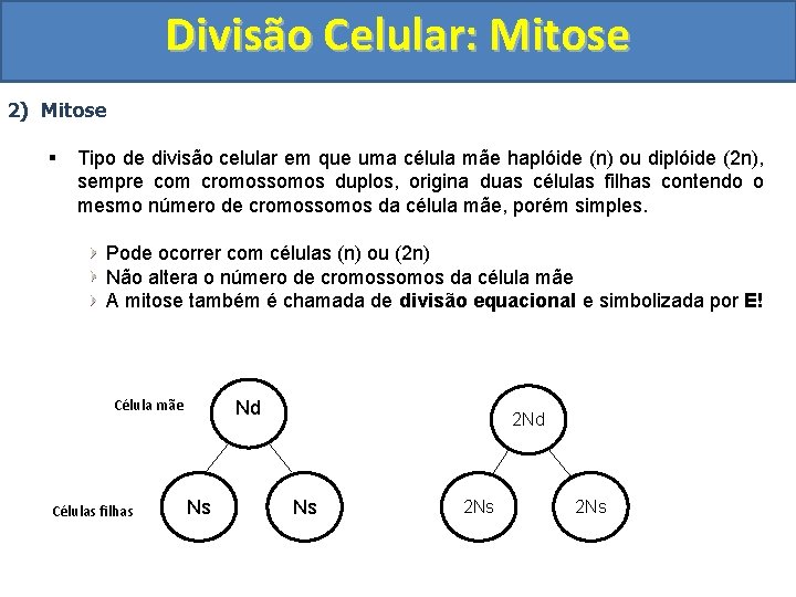 Divisão Celular: Mitose 2) Mitose § Tipo de divisão celular em que uma célula