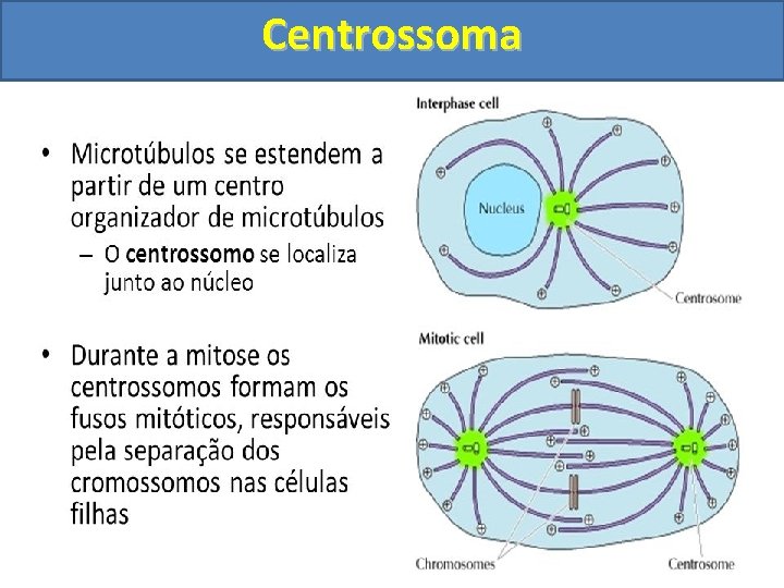 Centrossoma 