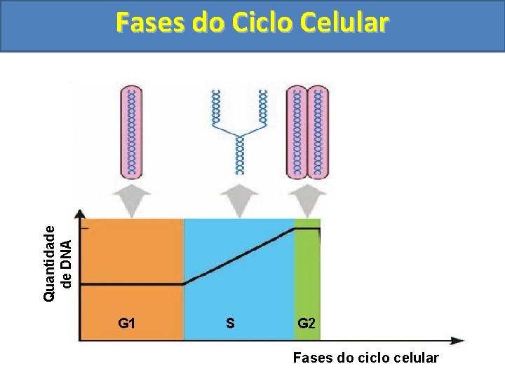 Quantidade de DNA Fases do Ciclo Celular G 1 S G 2 Fases do