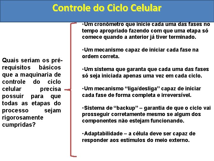 Controle do Ciclo Celular • Um cronômetro que inicie cada uma das fases no