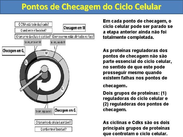 Pontos de Checagem do Ciclo Celular • Em cada ponto de checagem, o ciclo